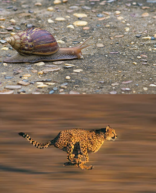 snail vs cheetah Blank Meme Template