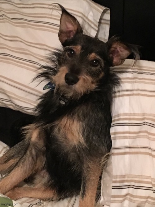 Dog cute | image tagged in dog cute | made w/ Imgflip meme maker