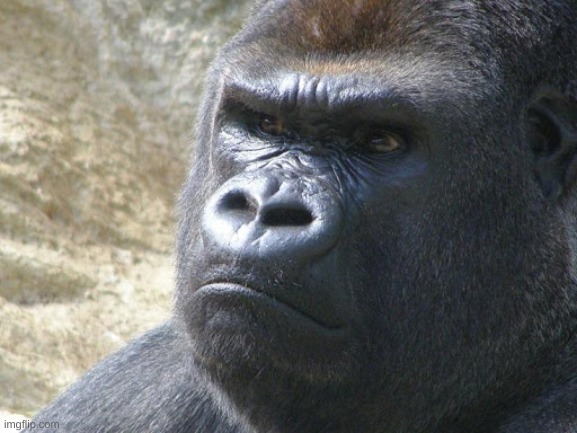 Unamused Gorilla | image tagged in unamused gorilla | made w/ Imgflip meme maker
