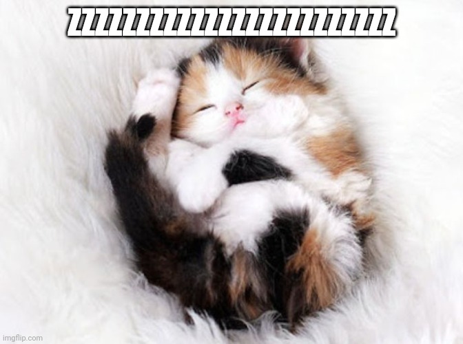 Sleeping kitty | ZZZZZZZZZZZZZZZZZZZZZZZZ | image tagged in sleeping kitty | made w/ Imgflip meme maker