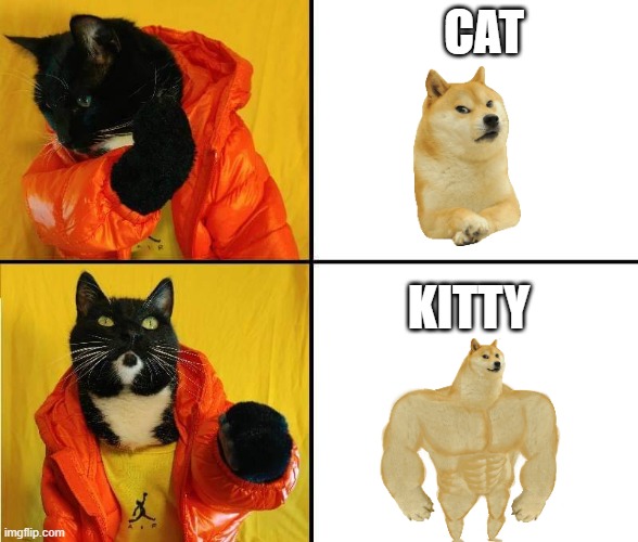 Kitty Drake | CAT; KITTY | image tagged in kitty drake | made w/ Imgflip meme maker