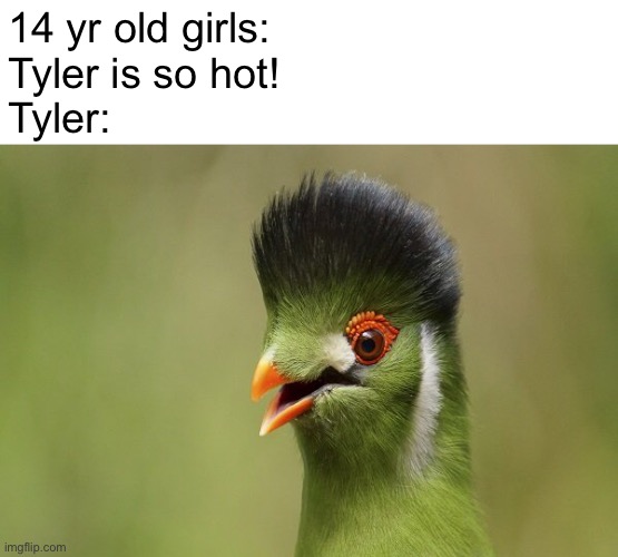Another Tyler meme | 14 yr old girls: 
Tyler is so hot!
Tyler: | image tagged in tyler | made w/ Imgflip meme maker
