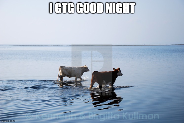 ocean cow couple | I GTG GOOD NIGHT | image tagged in ocean cow couple | made w/ Imgflip meme maker