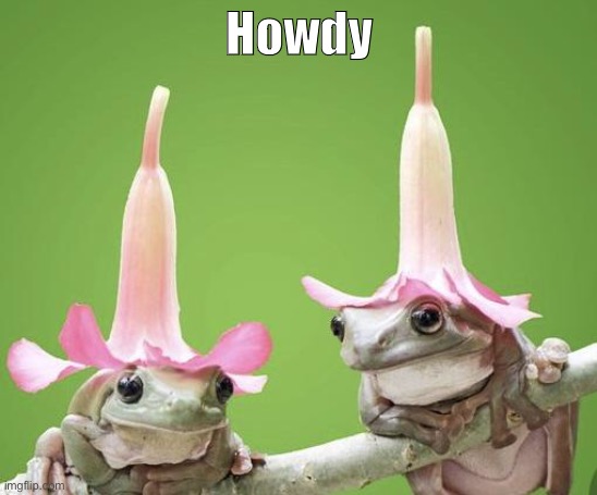 Just frogs with flower hats saying howdy to you have a nice day | Howdy | image tagged in hello | made w/ Imgflip meme maker