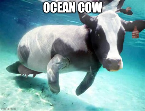 O c e a n c o w |  OCEAN COW | image tagged in ocean cow | made w/ Imgflip meme maker