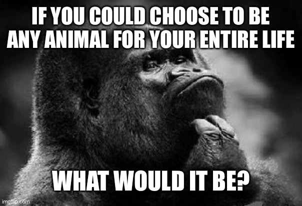 thinking monke | IF YOU COULD CHOOSE TO BE ANY ANIMAL FOR YOUR ENTIRE LIFE; WHAT WOULD IT BE? | image tagged in thinking monkey | made w/ Imgflip meme maker