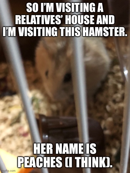 SO I’M VISITING A RELATIVES’ HOUSE AND I’M VISITING THIS HAMSTER. HER NAME IS PEACHES (I THINK). | made w/ Imgflip meme maker