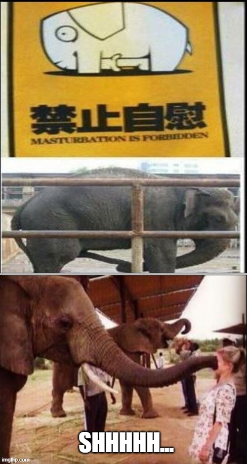 Shhhh... | SHHHHH... | image tagged in elephant,hush | made w/ Imgflip meme maker