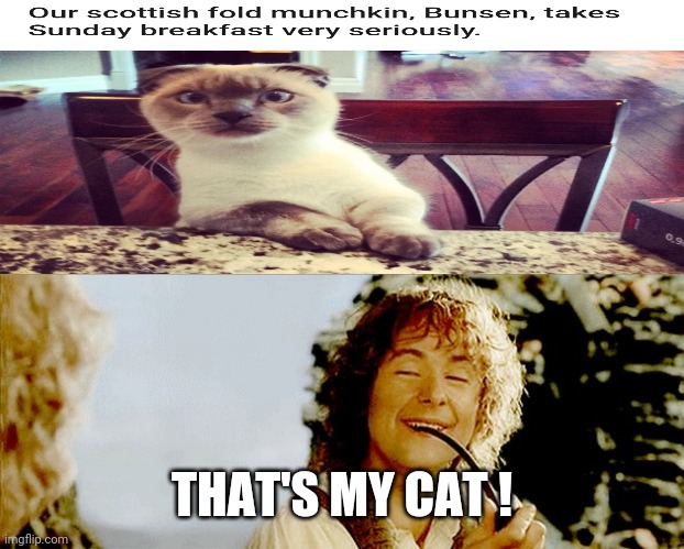 Pippin LOTR | THAT'S MY CAT ! | image tagged in pippin lotr,cat,breakfast,lord of the rings,memes,funny | made w/ Imgflip meme maker
