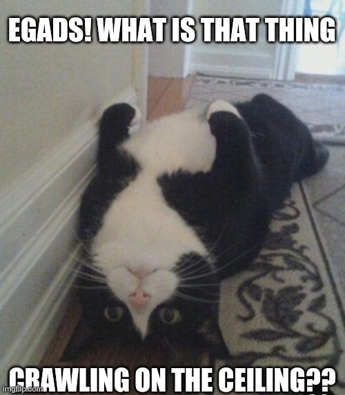 Kitty investigates | EGADS! WHAT IS THAT THING; CRAWLING ON THE CEILING?? | image tagged in cute cat | made w/ Imgflip meme maker