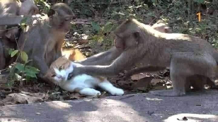 Monkeys bully a cat Blank Meme Template