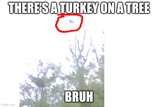 My dog scared it. | THERE'S A TURKEY ON A TREE; BRUH | image tagged in dog scared,turkey,and turkey,flew up,tree,bruh why why why | made w/ Imgflip meme maker