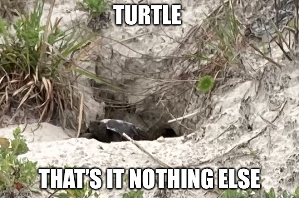 Turtle | TURTLE; THAT’S IT NOTHING ELSE | image tagged in turtle | made w/ Imgflip meme maker