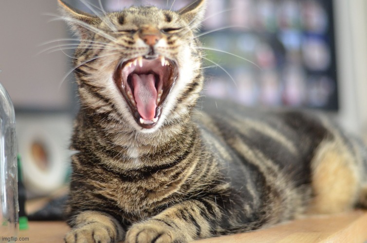 Cat Yawning | image tagged in cat yawning | made w/ Imgflip meme maker