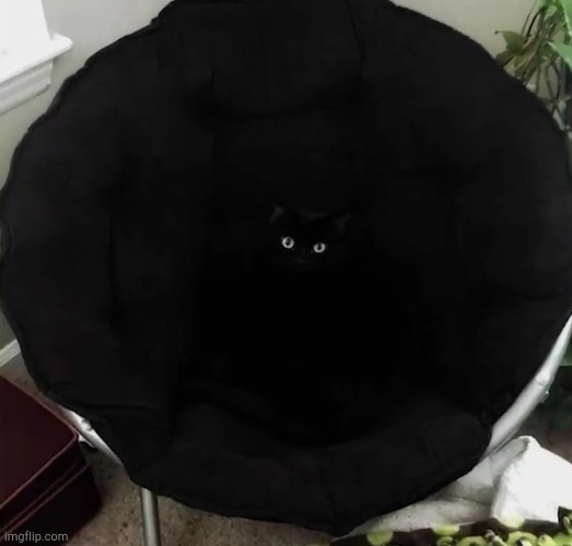it's a black hole | image tagged in cats,black hole | made w/ Imgflip meme maker