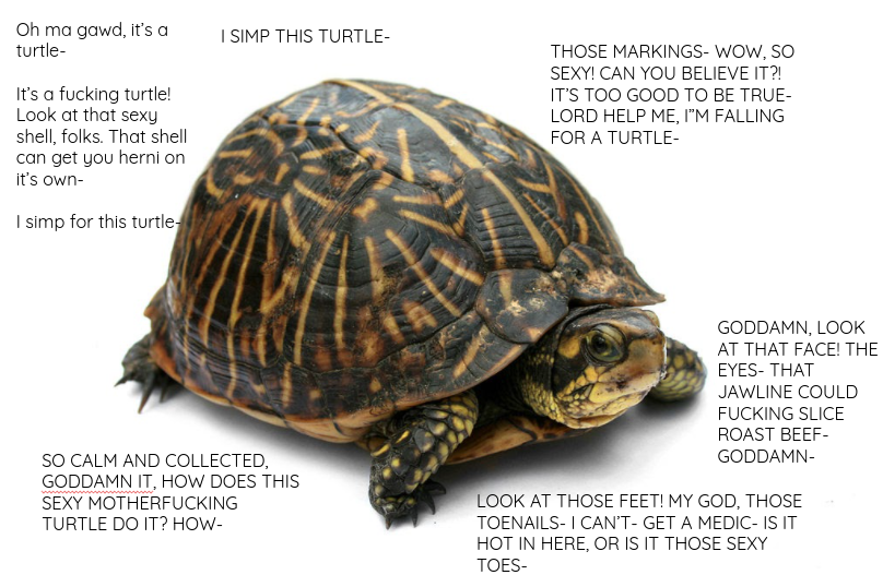 High Quality turtle Blank Meme Template