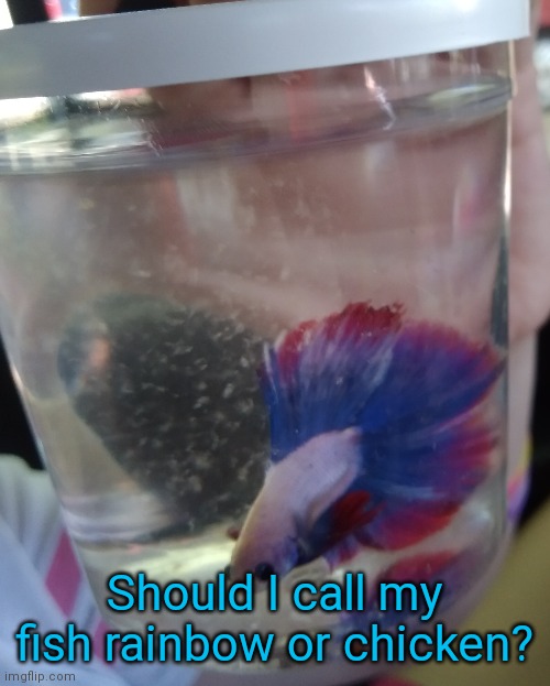 Idk | Should I call my fish rainbow or chicken? | image tagged in idk | made w/ Imgflip meme maker