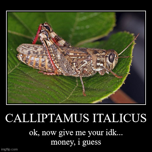 random insect | image tagged in funny,demotivationals,shitpost | made w/ Imgflip demotivational maker