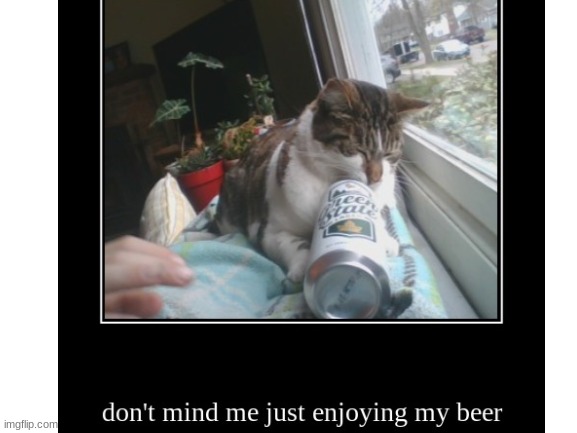 my cat | image tagged in cats | made w/ Imgflip meme maker