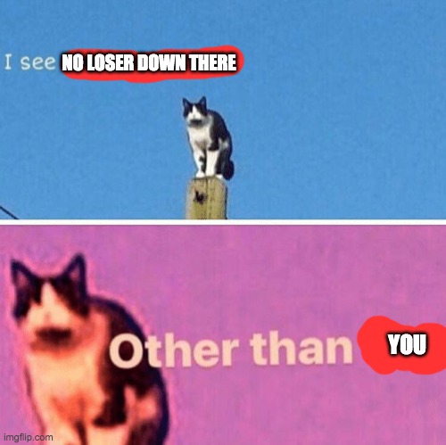 Hail pole cat | NO LOSER DOWN THERE; YOU | image tagged in hail pole cat | made w/ Imgflip meme maker