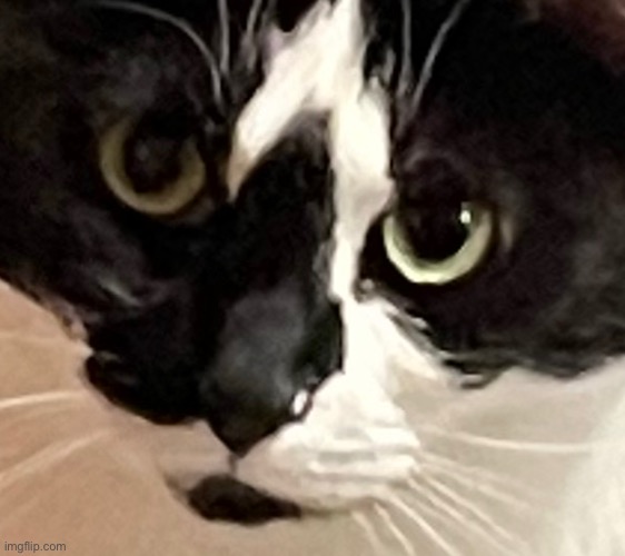 mode note: cute kitty oml | made w/ Imgflip meme maker