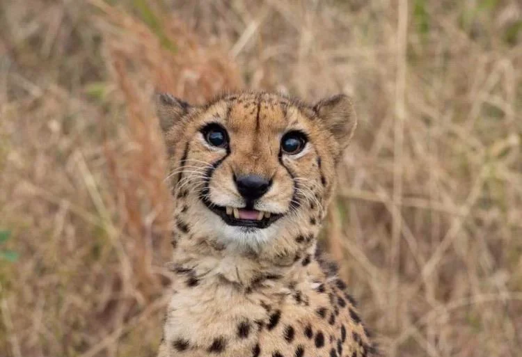 Smiling Cheetah Blank Meme Template
