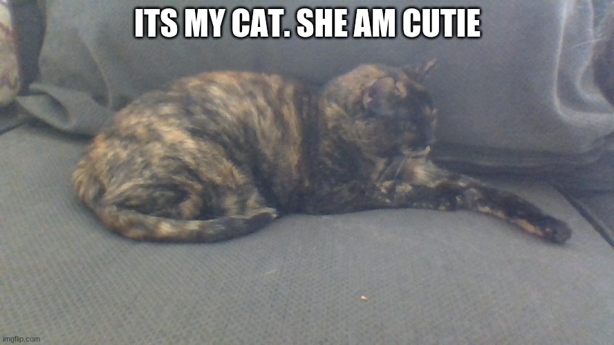 my cat | ITS MY CAT. SHE AM CUTIE | image tagged in cute cat,so cute | made w/ Imgflip meme maker