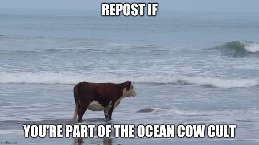 *chanting* o c e a n c o w. | REPOST IF; YOU'RE PART OF THE OCEAN COW CULT | image tagged in sad cow | made w/ Imgflip meme maker