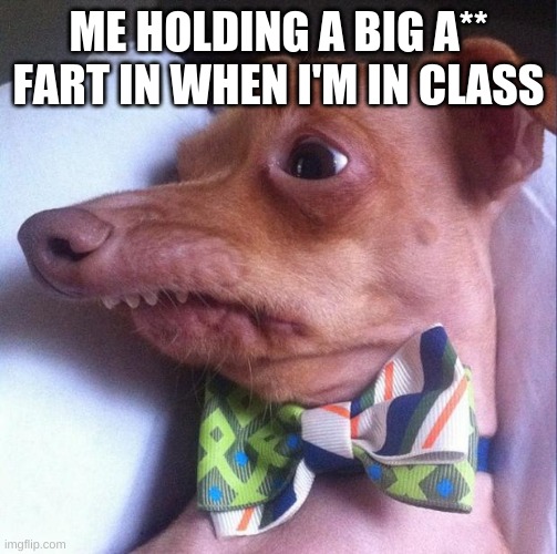 Tuna the dog (Phteven) |  ME HOLDING A BIG A** FART IN WHEN I'M IN CLASS | image tagged in tuna the dog phteven | made w/ Imgflip meme maker