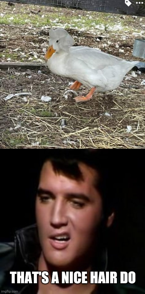 DUCK LIKES HIS HAIR | THAT'S A NICE HAIR DO | image tagged in elvis thank you,ducks,duck | made w/ Imgflip meme maker