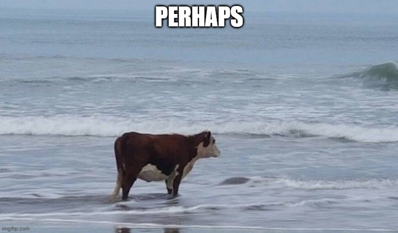 sad cow | PERHAPS | image tagged in sad cow | made w/ Imgflip meme maker