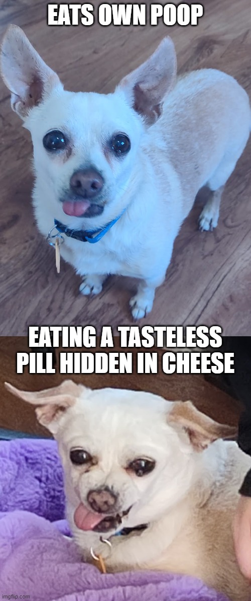 CHI-CHI | EATS OWN POOP; EATING A TASTELESS PILL HIDDEN IN CHEESE | image tagged in dogs | made w/ Imgflip meme maker