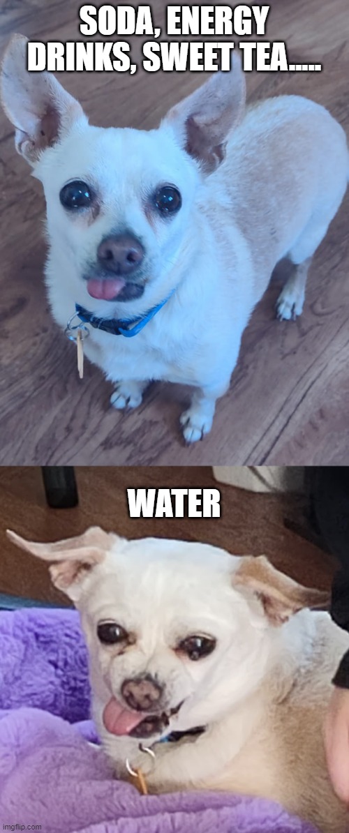 What to drink? | SODA, ENERGY DRINKS, SWEET TEA..... WATER | image tagged in dog,drink | made w/ Imgflip meme maker