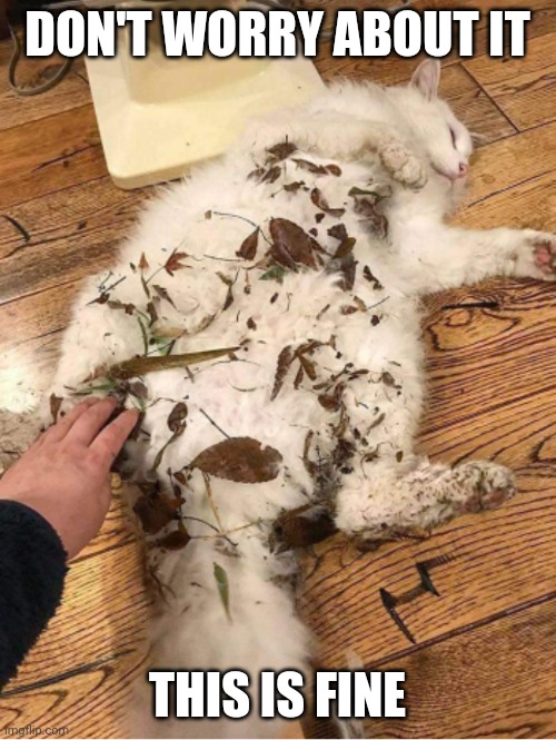 GONNA NEED A BRUSH FOR THAT | DON'T WORRY ABOUT IT; THIS IS FINE | image tagged in cats,funny cats | made w/ Imgflip meme maker