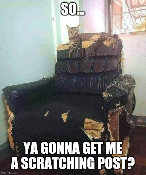 BETTER HURRY AND GET IT | SO... YA GONNA GET ME A SCRATCHING POST? | image tagged in cats,funny cats | made w/ Imgflip meme maker