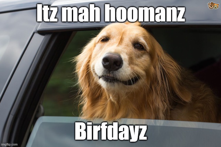 Birthday Dog | Itz mah hoomanz; Birfdayz | image tagged in dog,birthday | made w/ Imgflip meme maker