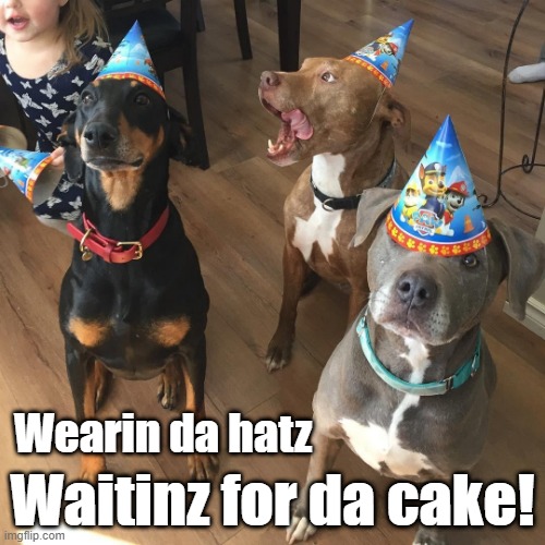 Birthday dogs | Waitinz for da cake! Wearin da hatz | image tagged in dogs,birthday | made w/ Imgflip meme maker