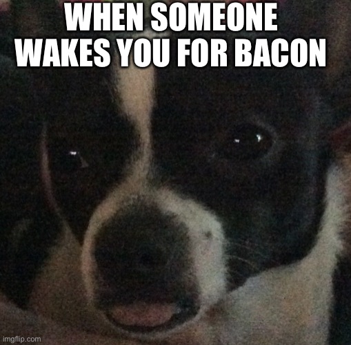 Dog | WHEN SOMEONE WAKES YOU FOR BACON | image tagged in funny | made w/ Imgflip meme maker