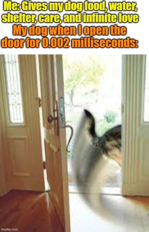 You ARE a piece of work, buster | Me: Gives my dog food, water, shelter, care, and infinite love; My dog when I open the door for 0.002 milliseconds: | image tagged in random tag | made w/ Imgflip meme maker