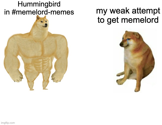 Buff Doge vs. Cheems | Hummingbird in #memelord-memes; my weak attempt to get memelord | image tagged in memes,buff doge vs cheems | made w/ Imgflip meme maker