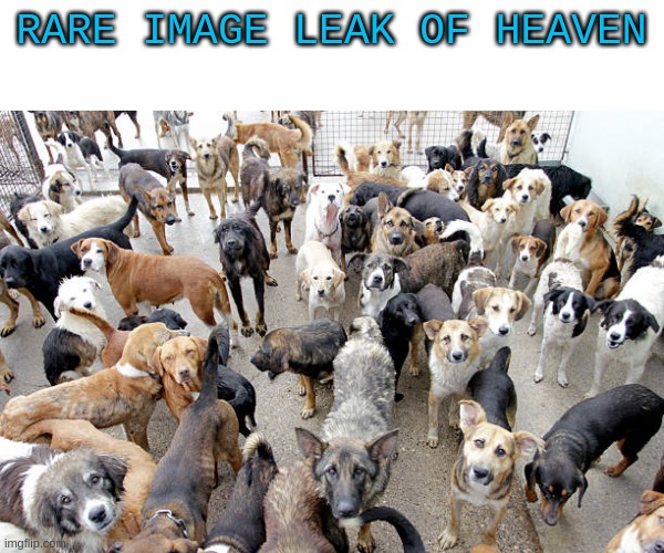 i wish i was there | RARE IMAGE LEAK OF HEAVEN | image tagged in dogs | made w/ Imgflip meme maker