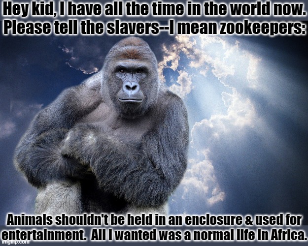 Wisdom from beyond | Hey kid, I have all the time in the world now.
Please tell the slavers--I mean zookeepers:; Animals shouldn't be held in an enclosure & used for
entertainment.  All I wanted was a normal life in Africa. | image tagged in harambe,animal rights,zoo | made w/ Imgflip meme maker