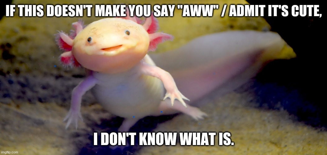 if this isn't cute, YOU ARE NOT HUMAN. | IF THIS DOESN'T MAKE YOU SAY "AWW" / ADMIT IT'S CUTE, I DON'T KNOW WHAT IS. | image tagged in axolotl,cute | made w/ Imgflip meme maker