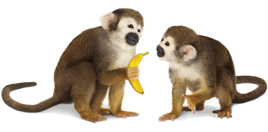 High Quality Monkey Giving Banana Blank Meme Template
