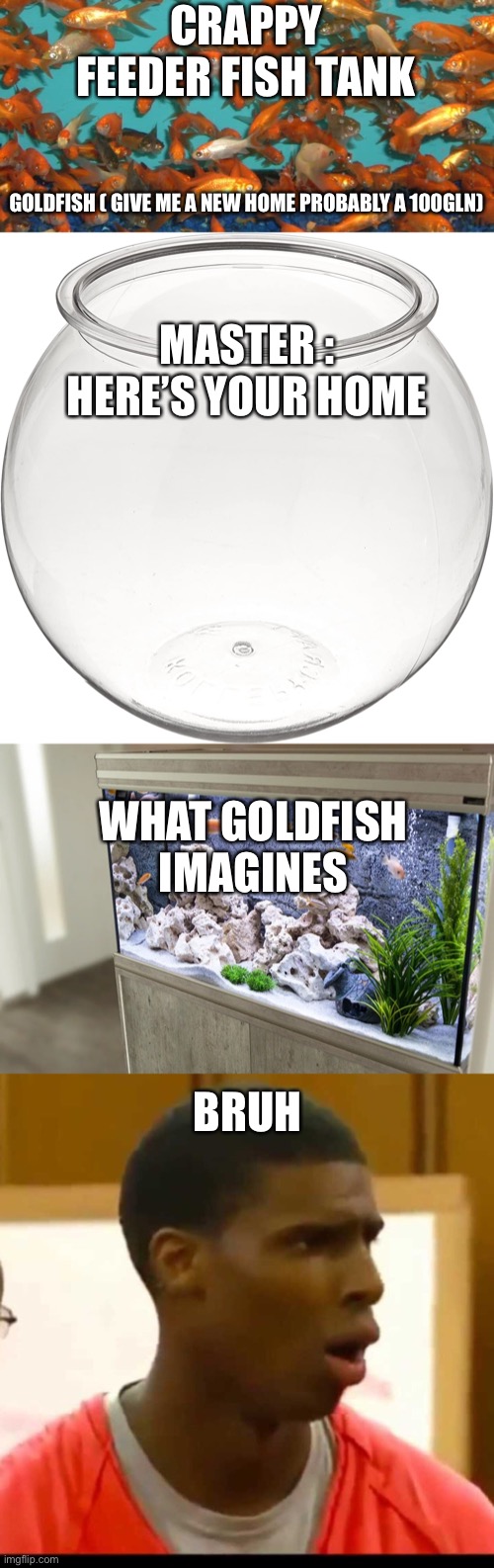 Fish memes | CRAPPY FEEDER FISH TANK; GOLDFISH ( GIVE ME A NEW HOME PROBABLY A 100GLN); MASTER : HERE’S YOUR HOME; WHAT GOLDFISH IMAGINES; BRUH | image tagged in fish memes | made w/ Imgflip meme maker