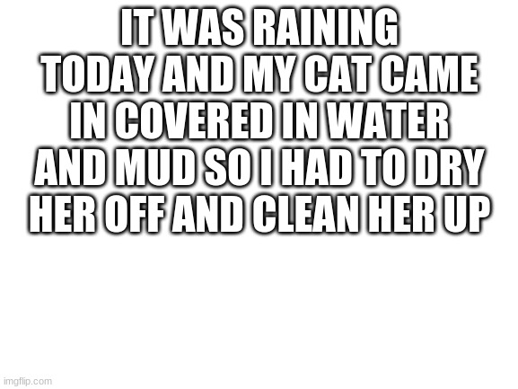 Blank White Template | IT WAS RAINING TODAY AND MY CAT CAME IN COVERED IN WATER AND MUD SO I HAD TO DRY HER OFF AND CLEAN HER UP | image tagged in blank white template | made w/ Imgflip meme maker