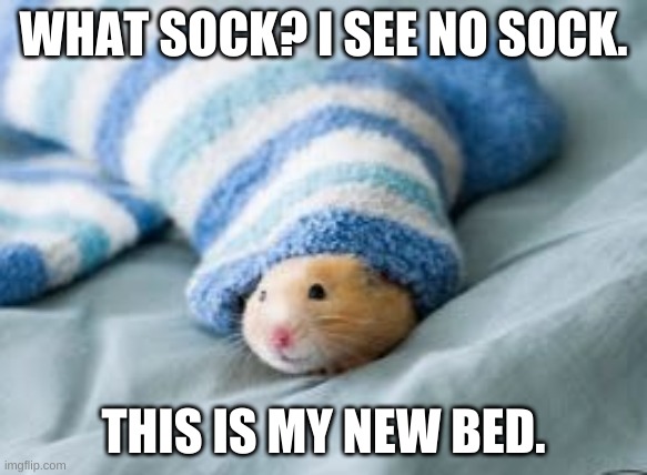 hampter in de sock | WHAT SOCK? I SEE NO SOCK. THIS IS MY NEW BED. | image tagged in hamster | made w/ Imgflip meme maker