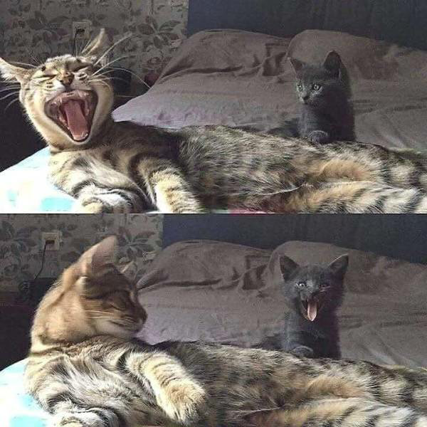 High Quality Yawning cat and kitten Blank Meme Template