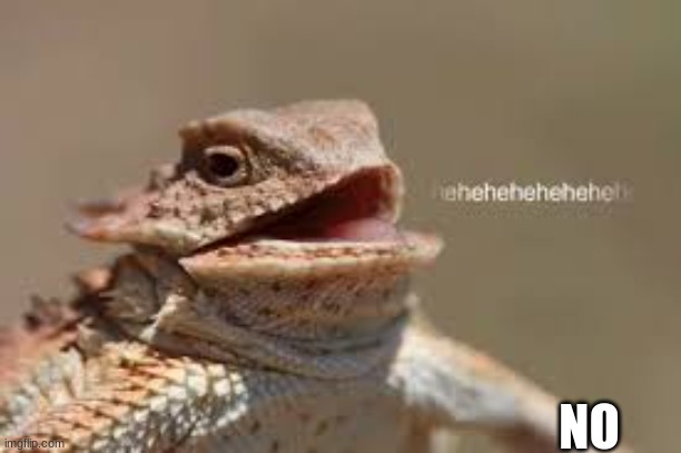 heheheheh dragon | NO | image tagged in heheheheh dragon | made w/ Imgflip meme maker