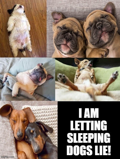 Let Sleeping Dogs Lie! | image tagged in funny dogs | made w/ Imgflip meme maker
